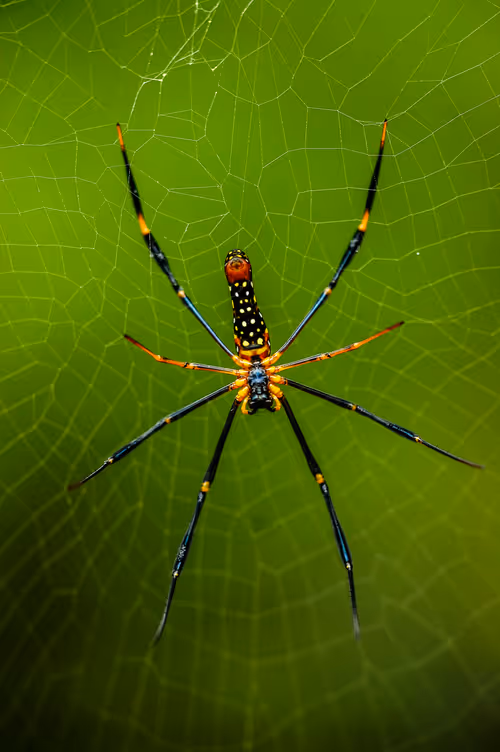 Item #15286439154353413258560728673590493507949724092509999987352070321915958394881 Media