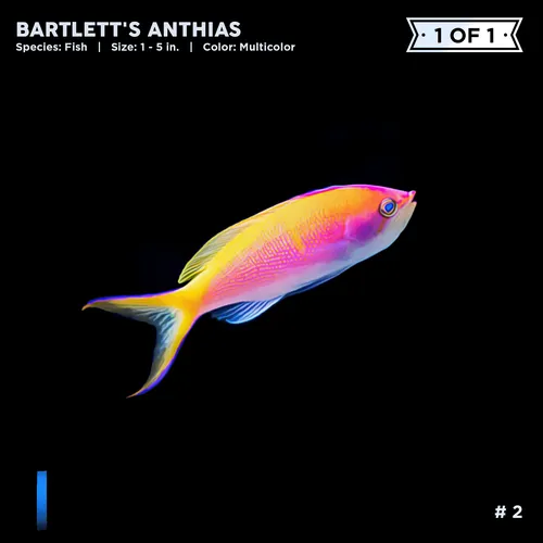 Item #72122608948950586905896945235695353296847960895015423047944334403913855795201 Media