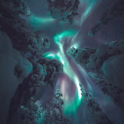 Arctic Dragon