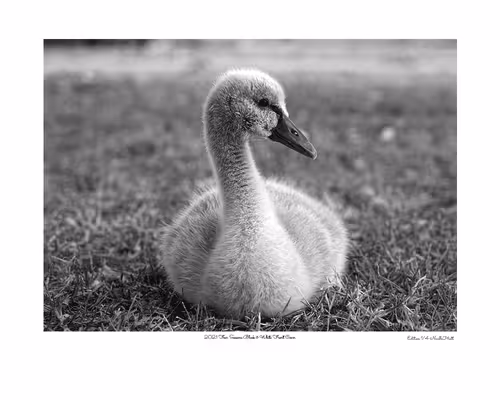 Item #24600310660482288606297797528155087939323639147399647196853483677624167301121 Media