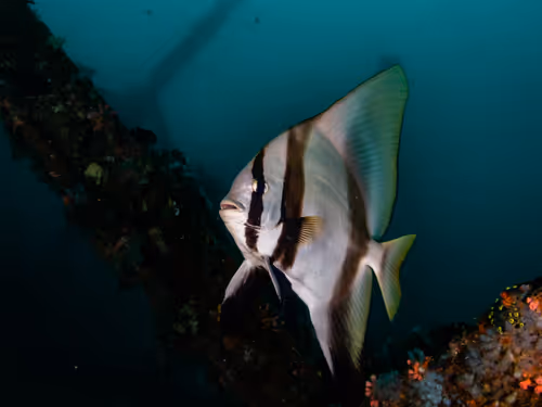 Item #85312989022681003031412442344927138418005148056611156667378218223018969137153 Media