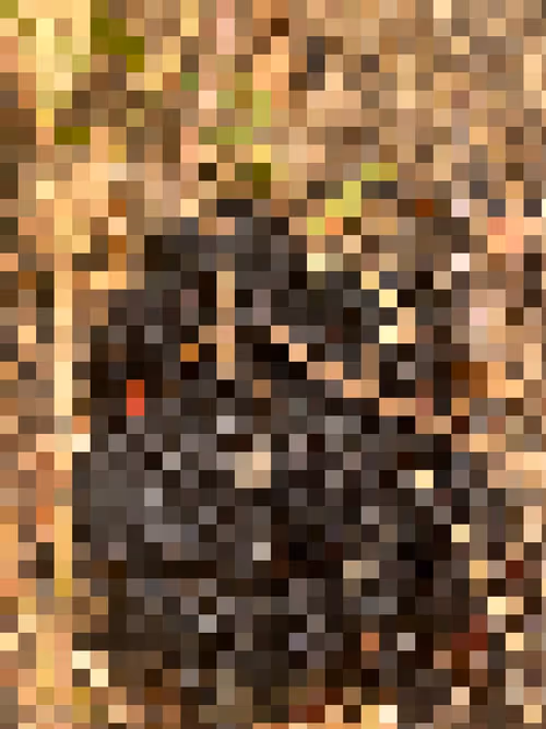 Item #2850415134272365380187775685678842410458265265709128331682257669003491147777 Media