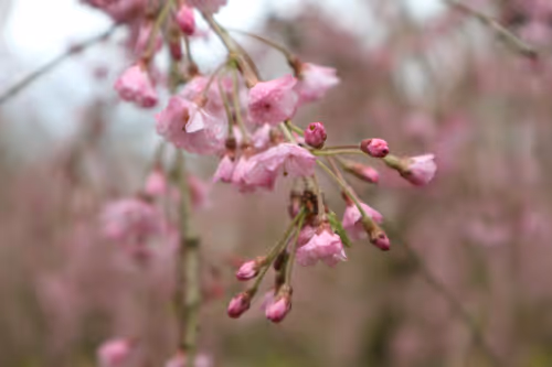 Item #82128306357763875677992979084533453962815137074133455862851432427515438694401 Media