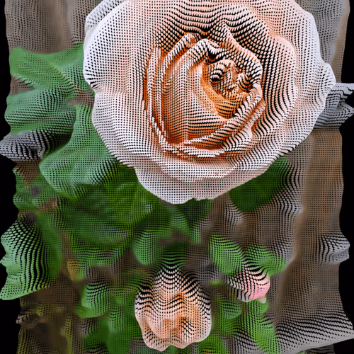 Scented rose