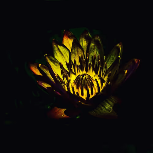 Item #30584075538189747359932889253862216915385166711848471340201805489636116529153 Media