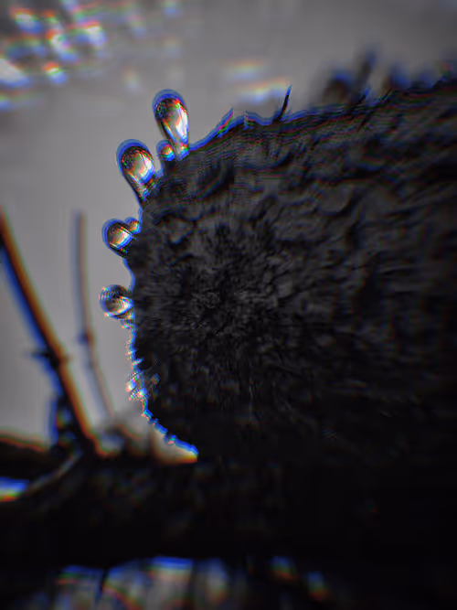 Item #51690675638909644790966826113213763437997288927381309606437551924222189633537 Media