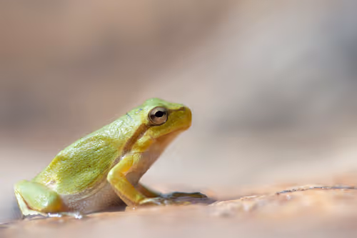 Item #11893448461842202167923125391346137616384292588036434545660885323150308409345 Media