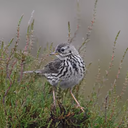 Waterbird