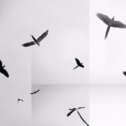 The Flight of the Macaw. Caracas, March 2023.