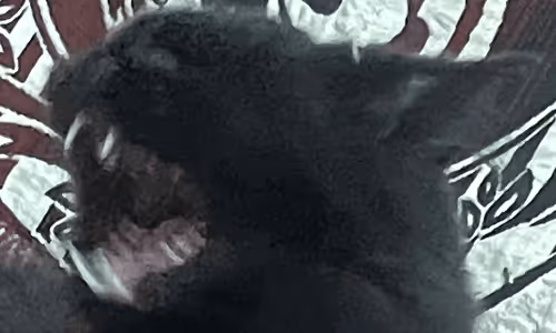 Item #28832396858735874319158901426564778334177353019717768460635676440573975199745 Media