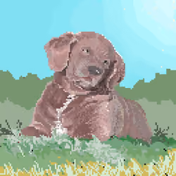 "Jack" the Labrador