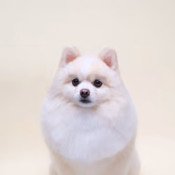 Pom#8