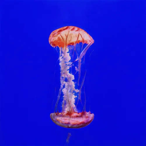 Item #10747010836533944779033332924250898640797899584395683491856861516287719768065 Media