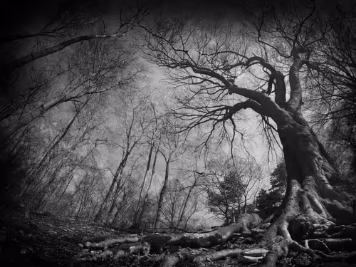 Item #40160686583094733528677484039903516258611509642019211679321071317632212271105 Media