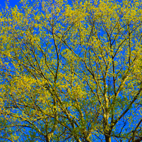 Item #35965218379738729691291467168286792303482134167127854404987491595481482526721 Media