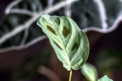 Item #78614967916850878758896281278088562819031429561597845143063368080573060874241 Media