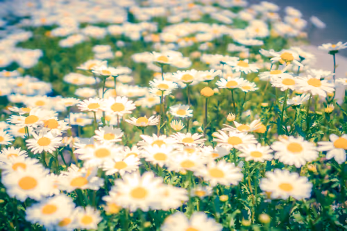 Item #87724672545568216492349628543176573267958151988335217142690977346605692223489 Media