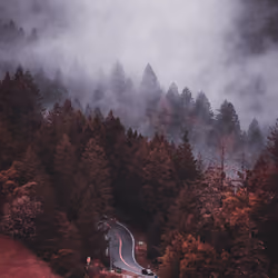 CRIMSON FOREST