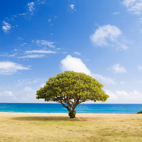 TREES #28