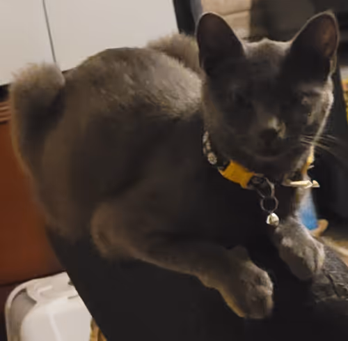 Item #65060042108644582213581044861185257921099202751223028038730296727969703395329 Media