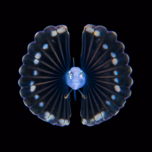 Item #16806804082444139046806831849360140189993946915260550880567242968708161732609 Media