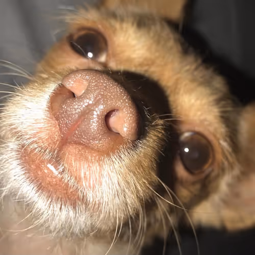 Untitled Collection #61666429 - old