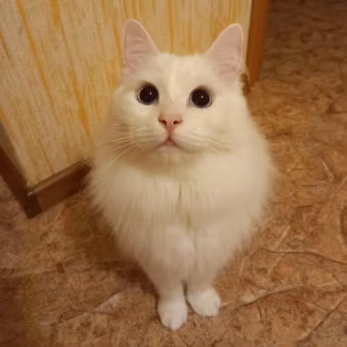 Item #763224073280193224173041358155125596503139434424356380946212148665504497665 Media