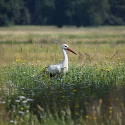Kalenderfoto Storch von 2017