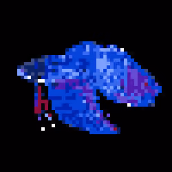 Siamese Fighting fish