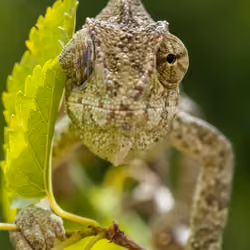 chameleon portrait