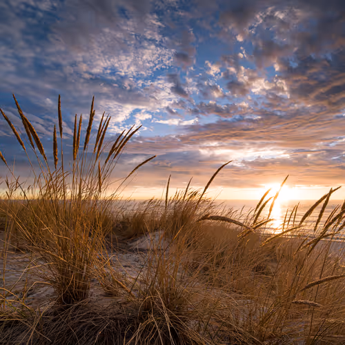 Summer Grass #12/30