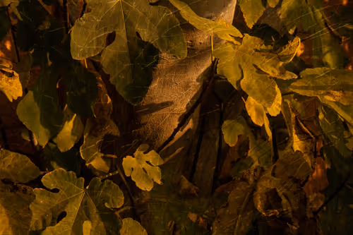 Item #1448819722811812157553440872911488319417736624981688873626406835360184139777 Media