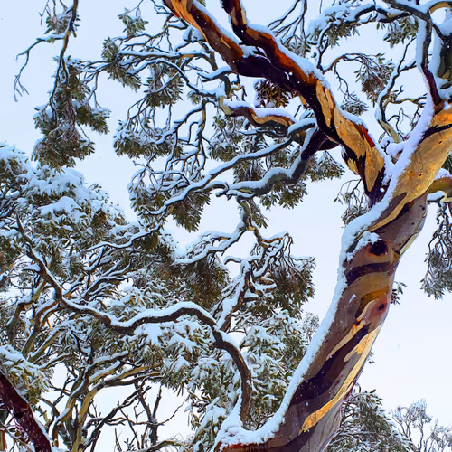 Snowgums Of Perisher No. 2