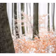 Orange Woodland #2