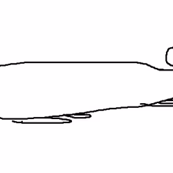 rat