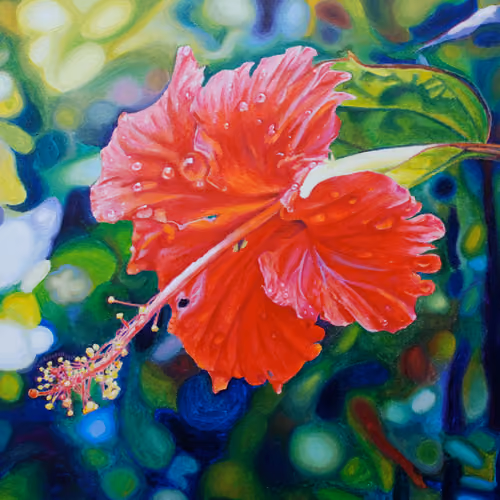 Tropical Hibiscus