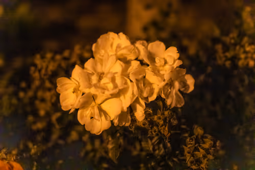 Item #30985419060957023672606833204645685316652492575224970316942919856798495145985 Media