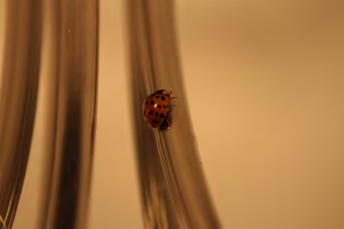 Item #51124555051901614330264480006545612592022390906904121289505624545916050472961 Media