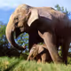 Elephas maximus