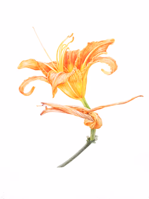 Item #113489034304621262780688231826605953110850630037048369512317058331585756004353 Media