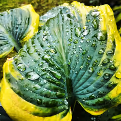 Raindrops