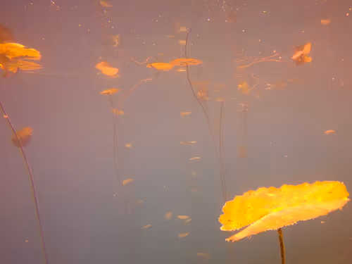 Item #115430421716330114127925714386191036467996783471008022249532804606725420220417 Media