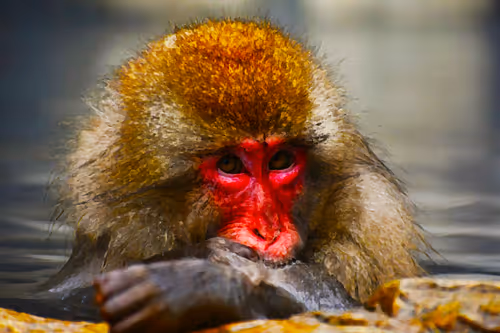 Item #21640367912713300631069534745988195510774607378700131721916317513432214536193 Media