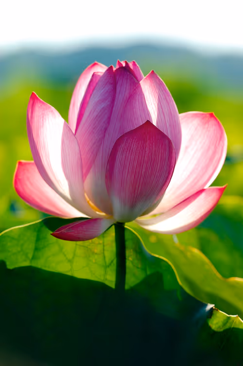 Item #15286439154353413258560728673590493507949724092509999987352069812842074734593 Media