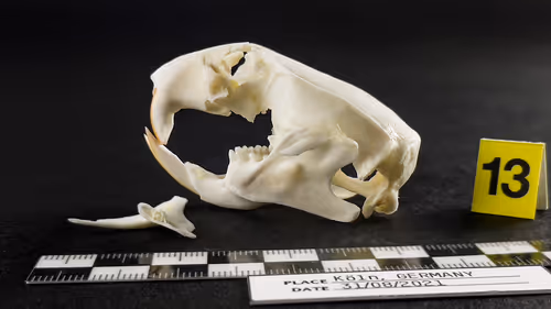 Item #32615301797037247882275066843320251953525887094996780073489952971407117778945 Media