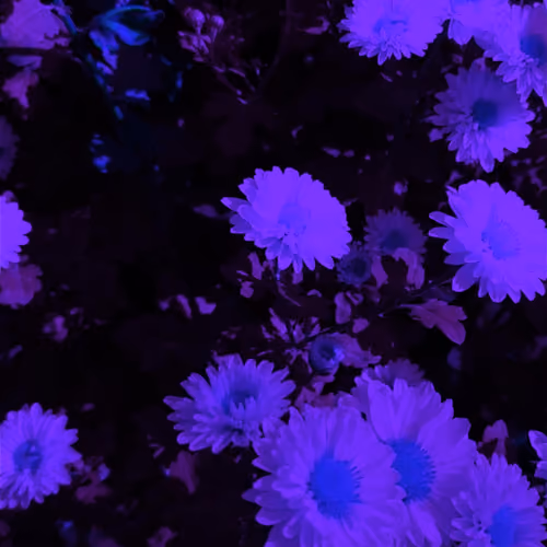Intro Spection