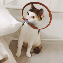 cat cat kit