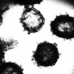 Covid-19 under the microscope v19