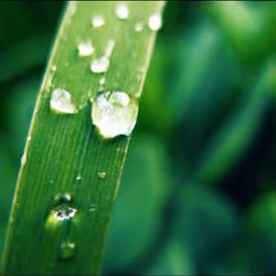 (Water and Leaf) The Prespectives #6