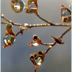 Rain drop 17